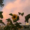 bloombyhisgrace8