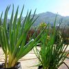 Caraku Berkebun