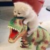 nyz_liin