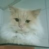 itoca2467