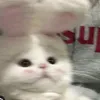 chip_dthuongg