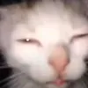 conbolonto