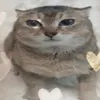 hpaaann