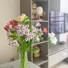 decorcannha