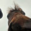 felix_thehorse