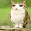 softinyoplzlz