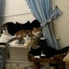 catlady2861