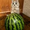 _kooort_