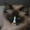 _kinga47