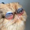 bombompersiancat