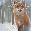 lilly_cat.657