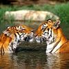 tigre.sanchez73