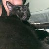 salluvscats