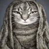 _8.0.0.8
