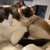 ragdolls2n
