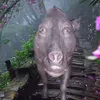toladuong_5