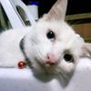 adam_21_tibo