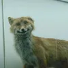 lollochkka