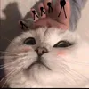 tquangqdz