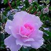 user2911055378155