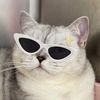 CooCatt