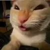 slk_kethykkkj