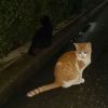 kamhom_56