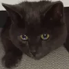 ilvexo6