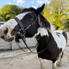 jackson_thepony167