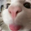 gatinhamiaumi