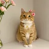 babecuoihihi