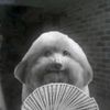 f_riezaa