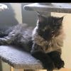 mistymoonmainecoon