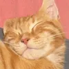 cutiepat