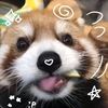 iloveredpandas7