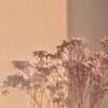 _ii7ry