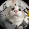 Cats tales Daily