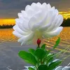 cu_caitrang