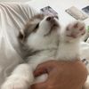 dreamsinmyrollsimindsvu