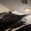 jettthejet1
