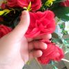 faizanali52720
