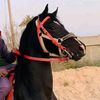 .khamis.bii