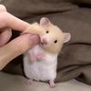 litchy.u