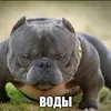 mamyt_rahal_1488z