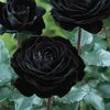 black.beauty711