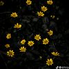 alvise_3