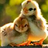 chicken2600