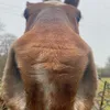hartmaddy