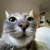 gatito.editor.kkk