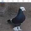 3941abdulaziz